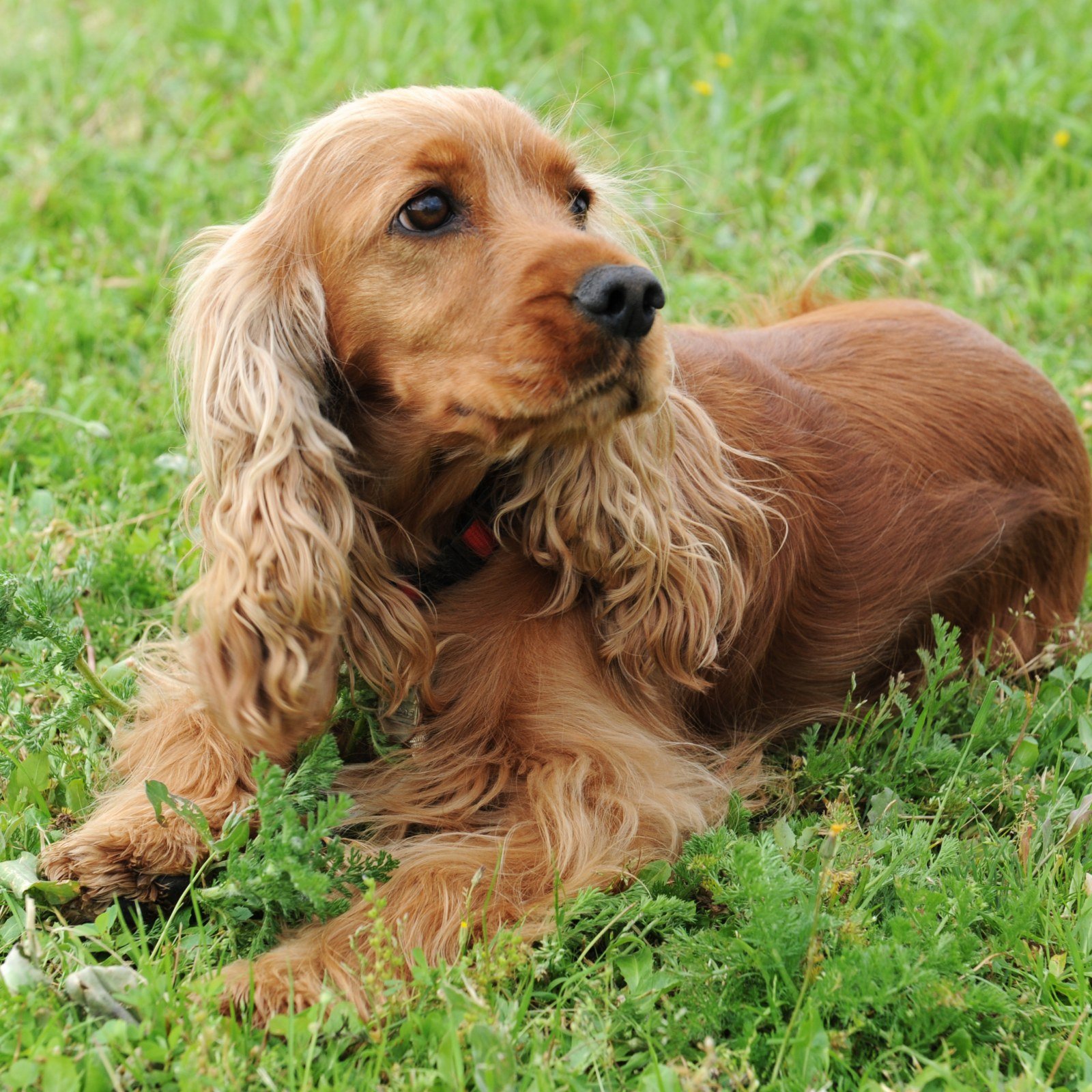 Cocker Spaniel